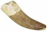 Fossil Plesiosaur (Zarafasaura) Tooth - Morocco #298284-1